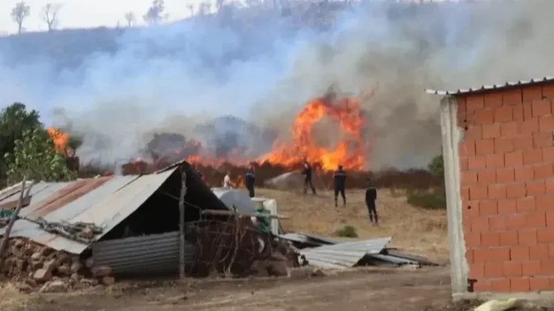 الجزائر: وفاة 12 شخصا جراء حرائق في عدة ولايات
