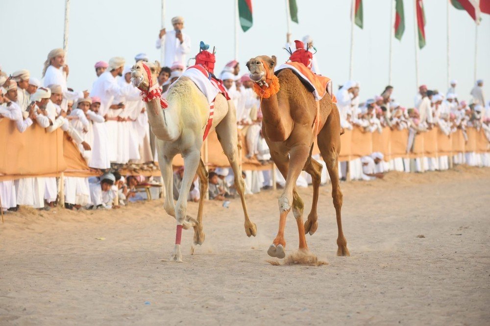 إسدال الستار على منافسات مهرجان سيح الرمث لسباقات الهجن