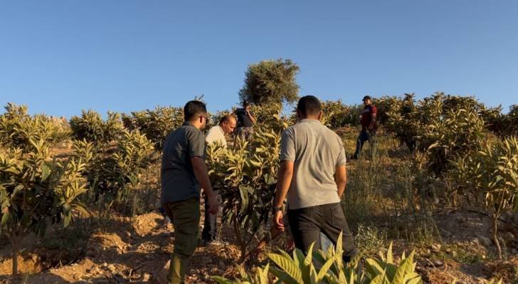 النمل الأبيض يداهم مزارع ومنازل منطقة راجب في لواء كفرنجة
