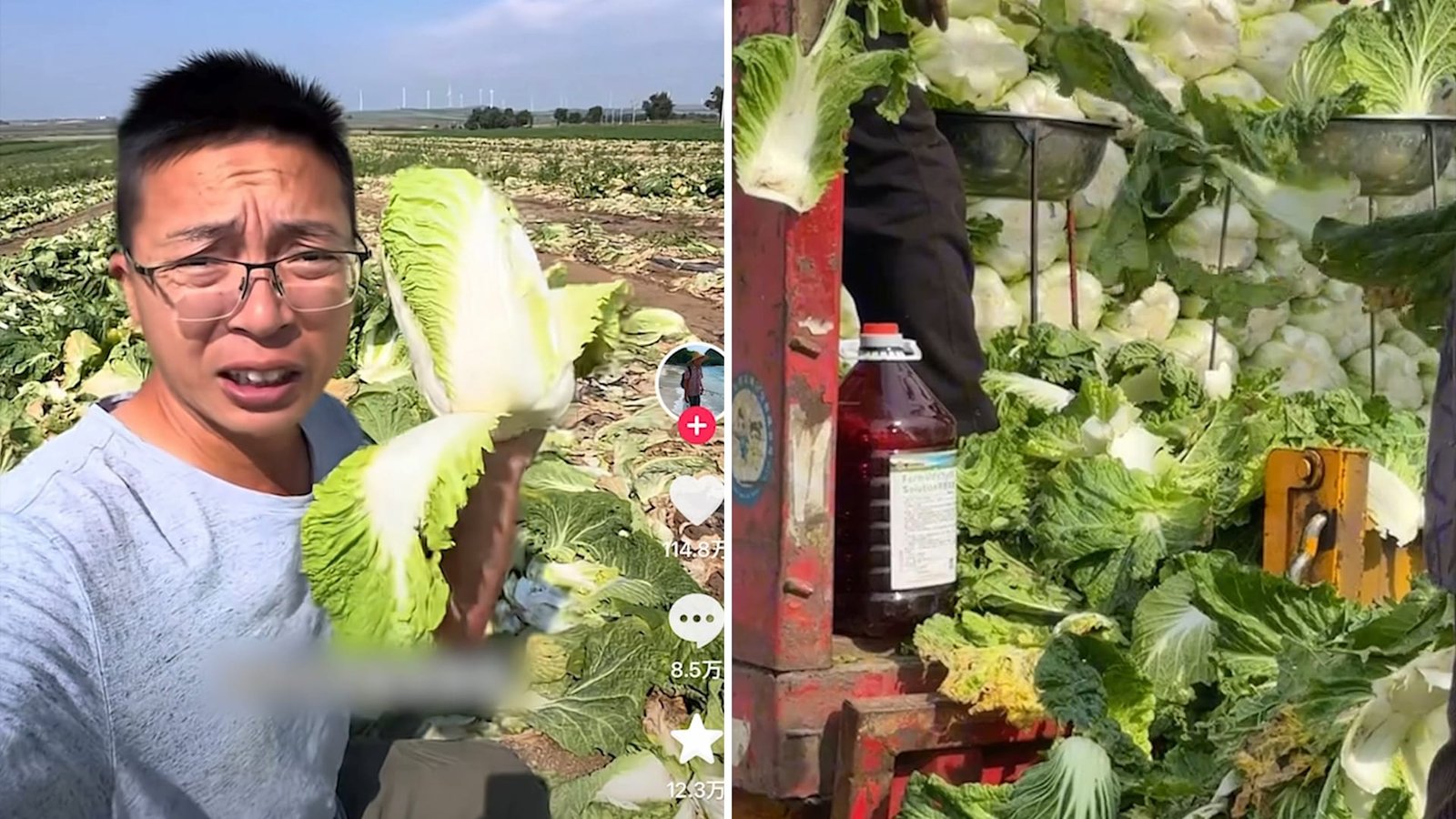 "مادة مسرطنة" لإبقاء الملفوف طازجًا.. فيديو يثير الغضب في الصين