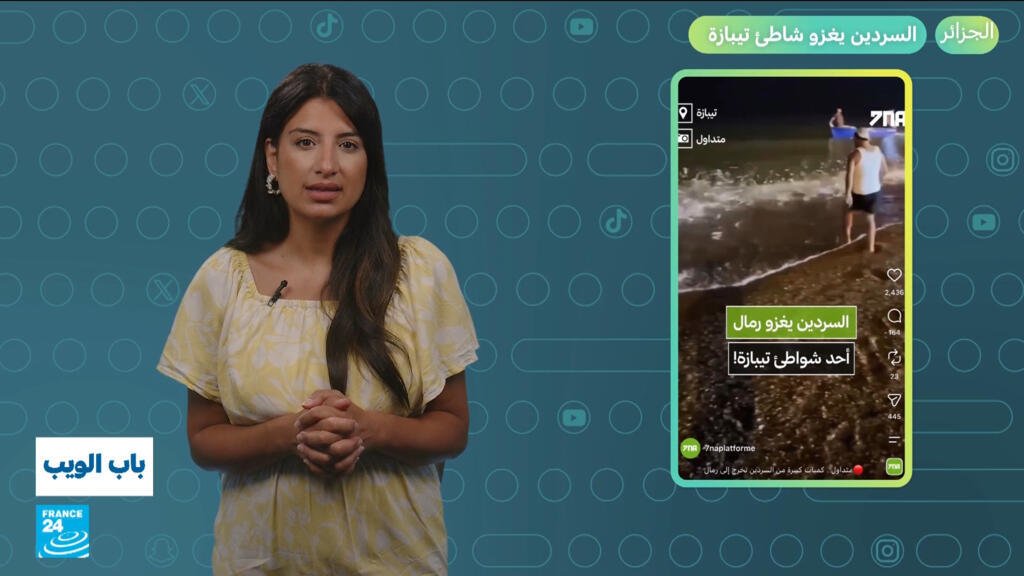 الجزائر.. السردين يغزو شاطئ تيبازة