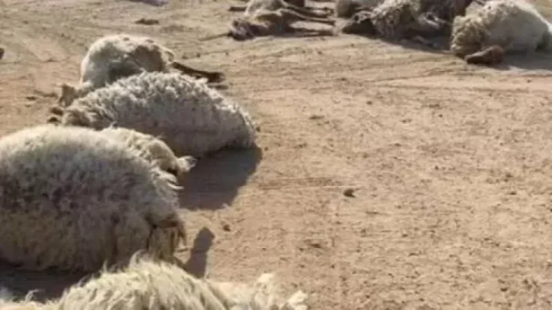 نفوق عشرات الأغنام والماعز في قفصة: شبهة التسمم المعوي مطروحة