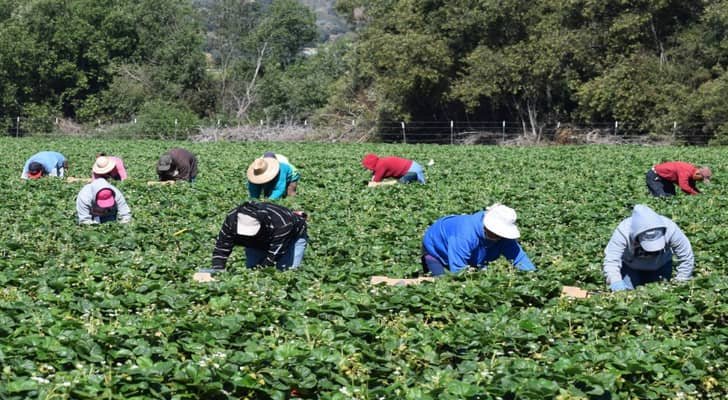الخريسات: رفع مخصصات شراء الحبوب المحلية إلى 59 مليون دينار يعزز الأمن الغذائي