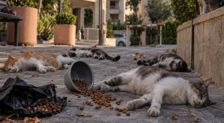 جمعية عناية للرفق بالحيوان تدعو للتحقيق في شبهات تسميم قطط