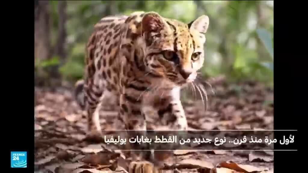 لأول مرة منذ قرن.. اكتشاف نوع جديد من القطط