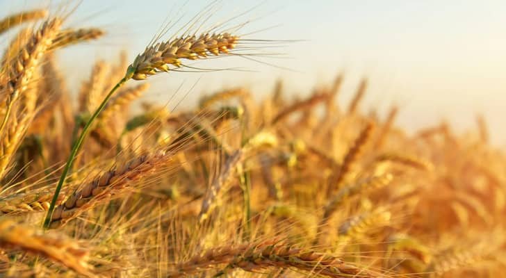 الصناعة والتجارة تطرح عطاءً لشراء 120 ألف طن من الشعير