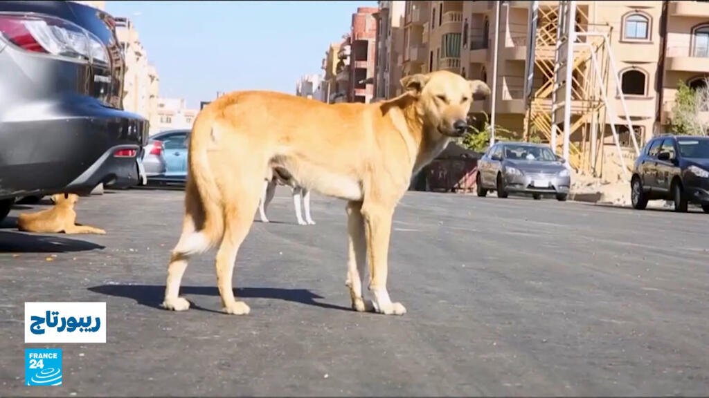 مصر: انتشار الكلاب الضالة.. كيف يمكن مواجهة هذه الظاهرة؟