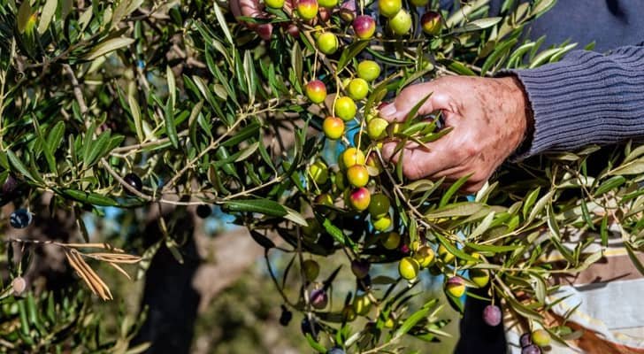 زراعة عجلون تصدر إرشادات هامة لمزارعي الزيتون مع اقتراب موسم القطاف