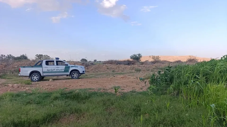 الشرطة الزراعية تطلق حملة لمكافحة الجراد الصحراوي في بني وليد وتدعو المزارعين للتواصل