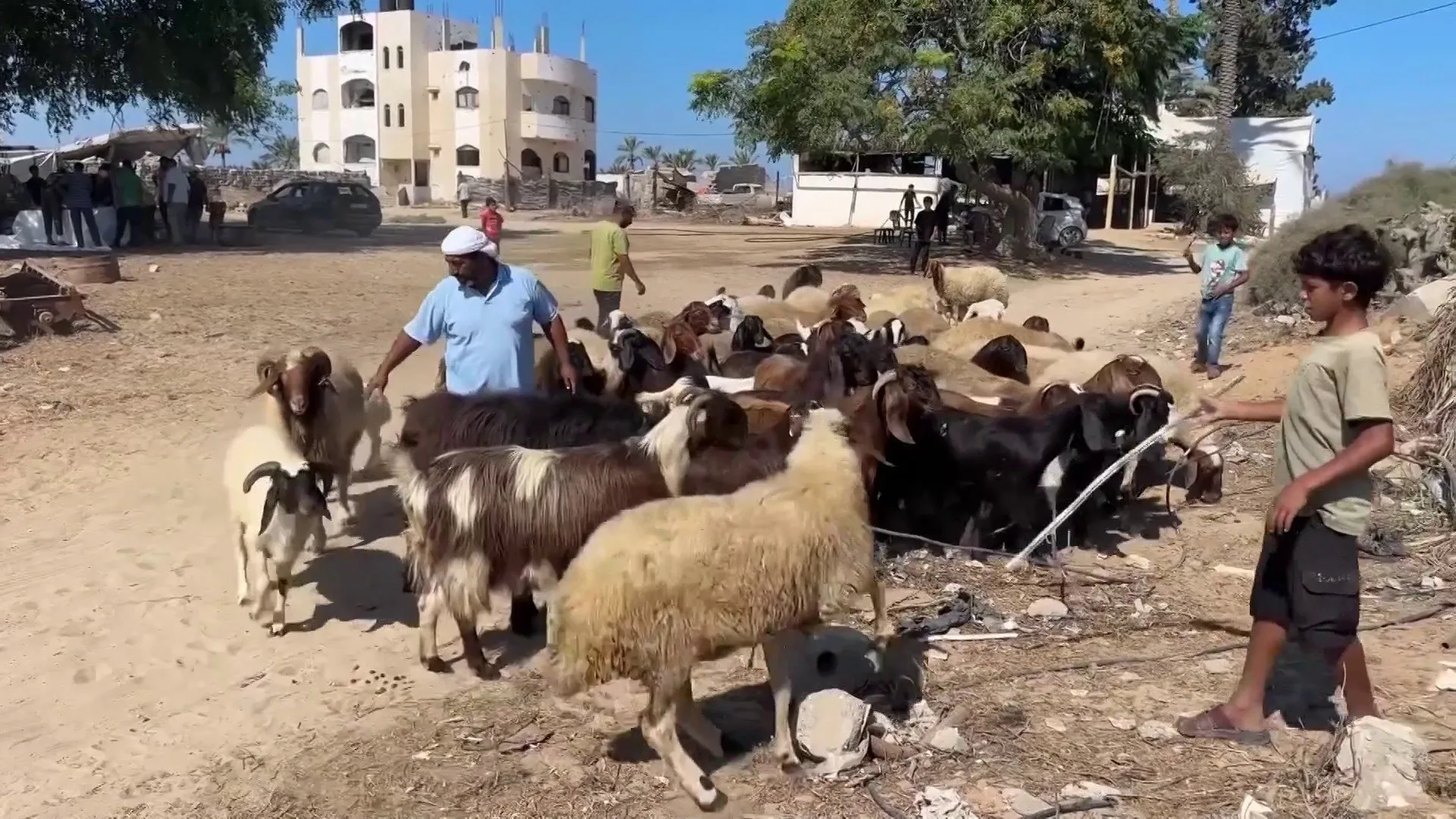 الفاو: خسائر الثروة الحيوانية في غزة تقارب 95%