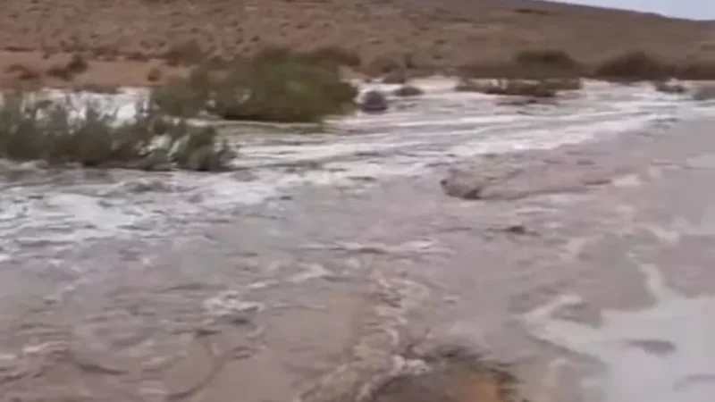 تطاوين: الغيث النافع يكسو الصحراء ويُنعش المراعي