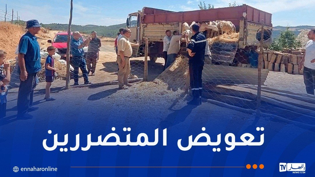 المدية.. تواصل عملية توزيع الأغنام لفائدة الفلاحين المتضررين من الحرائق