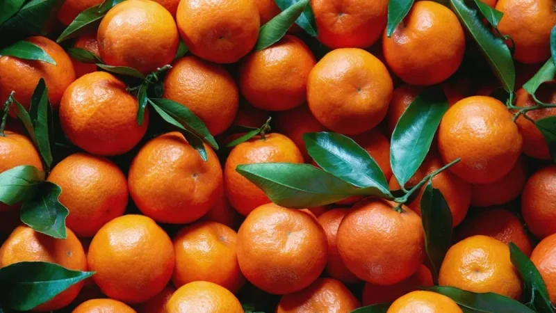 بني خلاد: افتتاح موسم جني القوارص بأصناف من 'الكليمونتين‬'