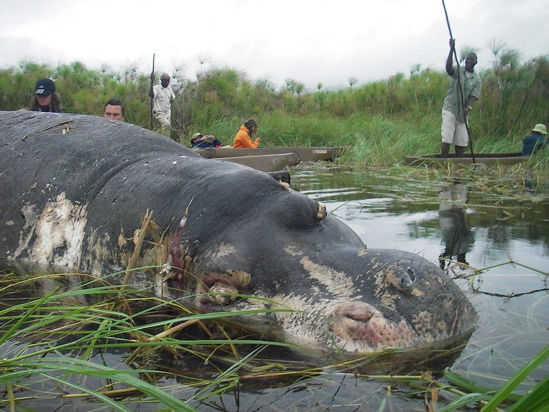 Zambie: une épidémie d’anthrax tue 46 hippopotames, 8 éléphants et 5 buffles