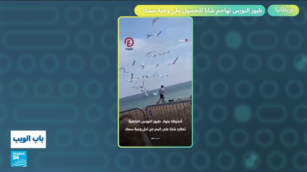 بريطانيا.. طيور النورس تهاجم شابا للحصول على وجبة سمك