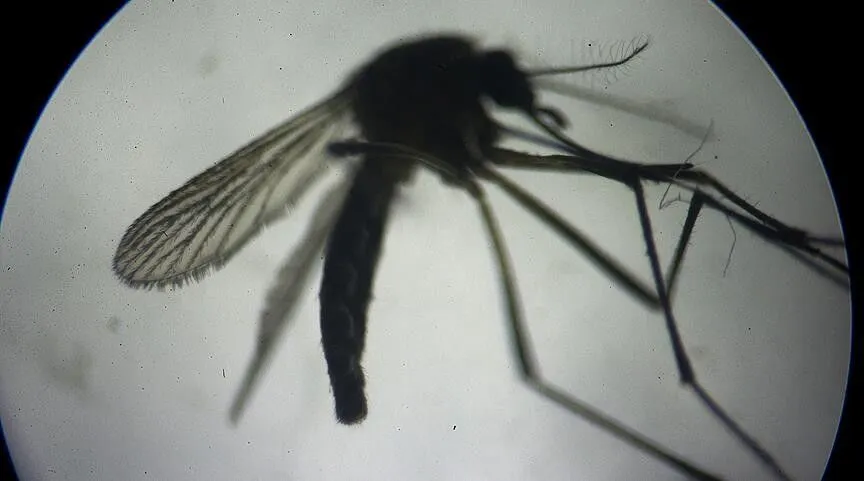 Belgique: Deux décès et 14 cas confirmés liés au virus du Nil occidental
