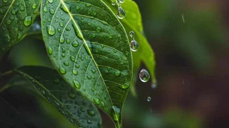 طقس كثيف السحب مع أمطار