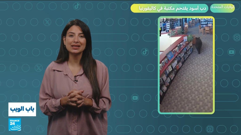 الولايات المتحدة.. دب أسود يقتحم مكتبة في كاليفورنيا