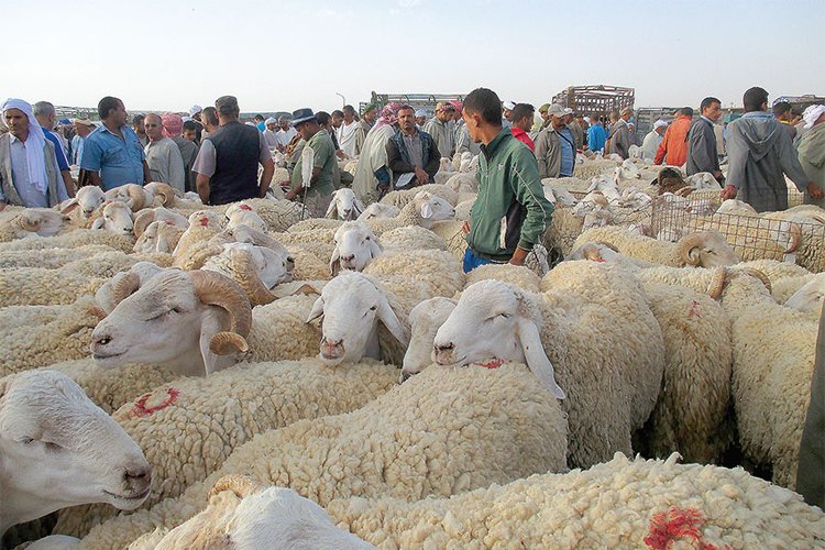 غلق أسواق المواشي في هذه الولاية