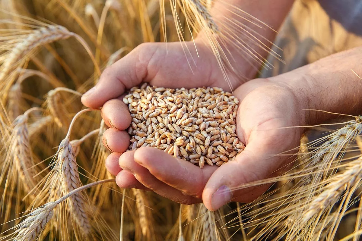 الجزائر تطرح مناقصة دولية لشراء القمح.. والعروض غدًا الثلاثاء