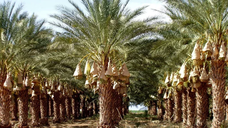 قبلي: المركز الفني للتمور يختبر زراعات علفية داخل الواحات