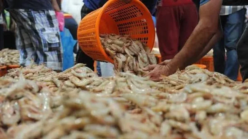 'الكروفات' يملأ الأسواق.. من البحر أم من أحواض التربية؟
