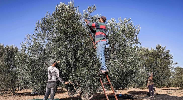 استعدادا للقطاف.. زراعة عجلون تفحص جاهزية 15 معصرة وتتوقع موسما وفيرا