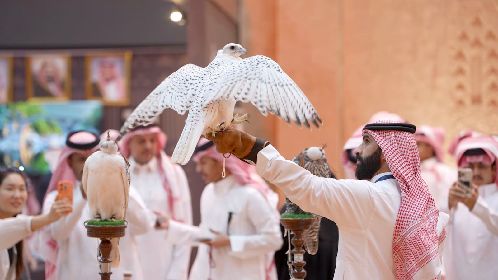 ما الذي يجعل صقرًا يبلغ سعره ثمن سيارة فاخرة؟